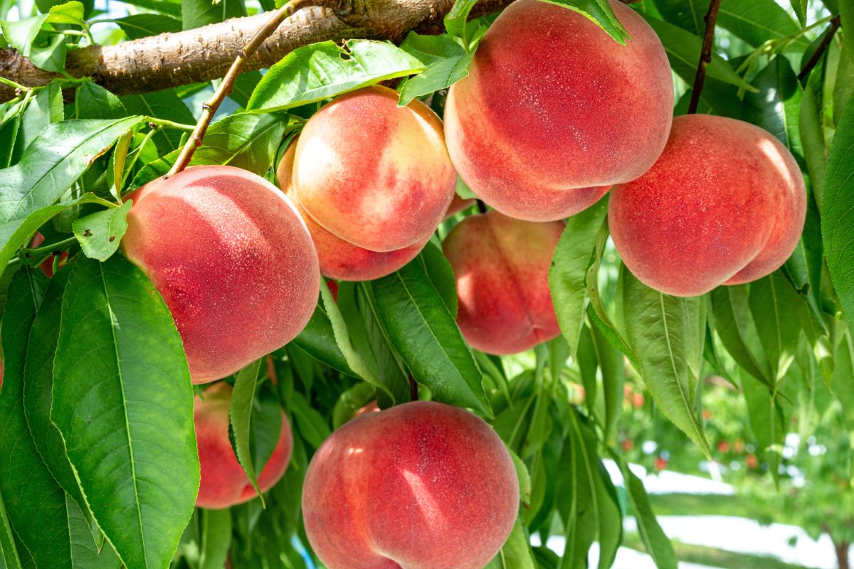foto: Shutterstock