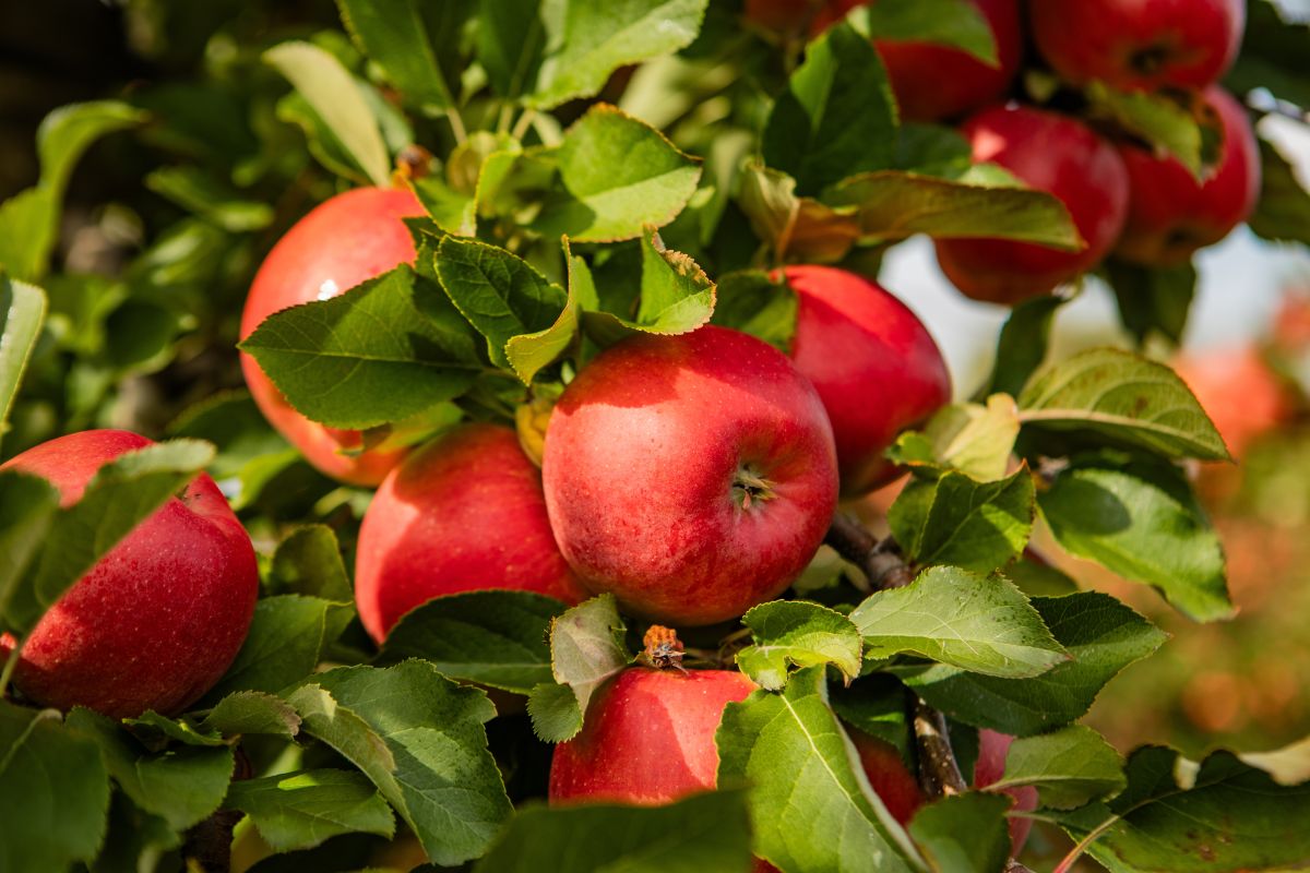 foto:Shutterstock