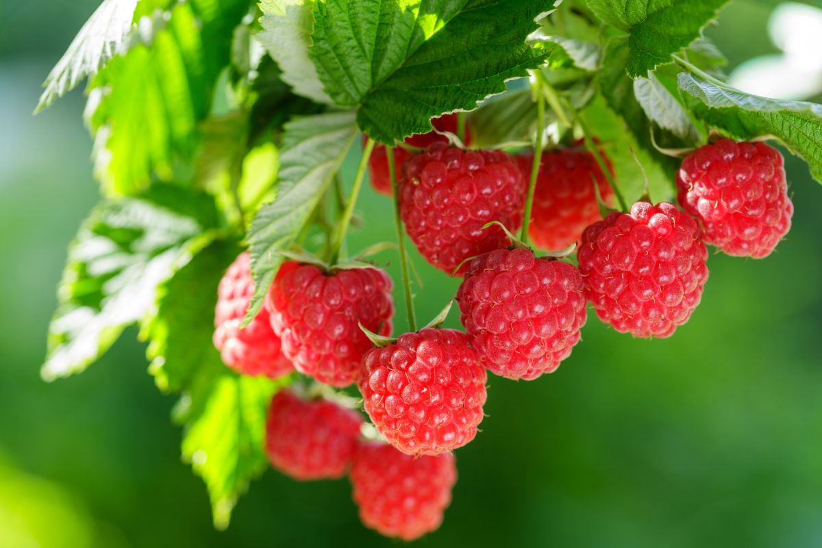 foto: Shutterstock